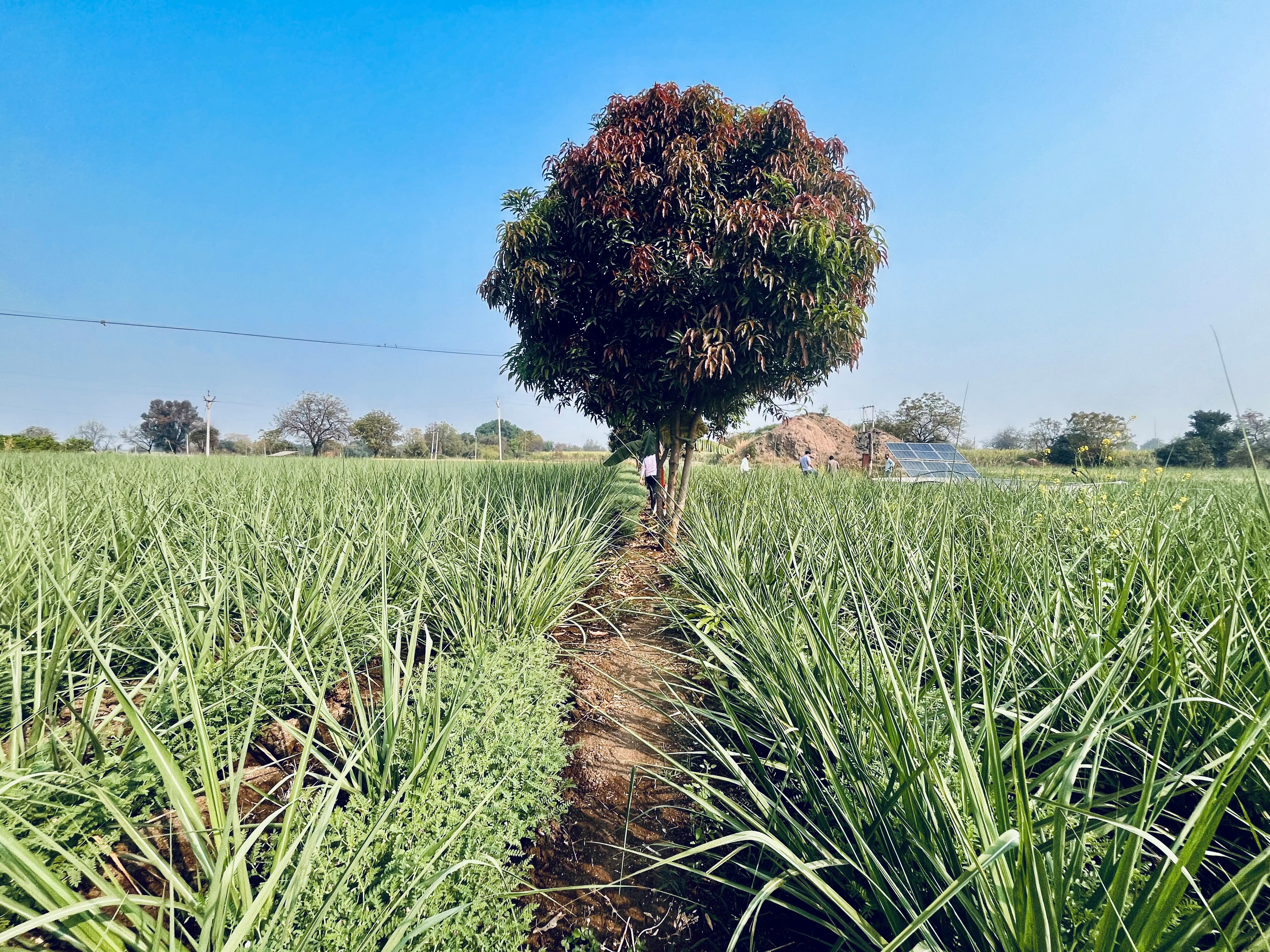 sustainability